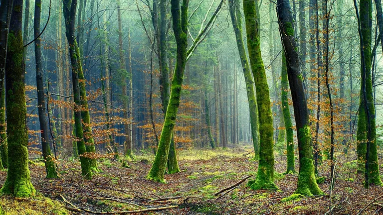 découvrez notre article sur l'environnement, qui explore les enjeux écologiques actuels, les solutions durables et l'importance de préserver notre planète pour les générations futures.