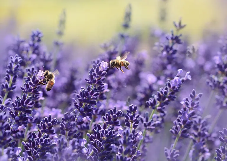 découvrez le monde fascinant des abeilles, ces pollinisateurs essentiels à notre écosystème. apprenez tout sur leur rôle crucial, leur comportement fascinant, et comment nous pouvons les protéger pour un avenir plus durable.